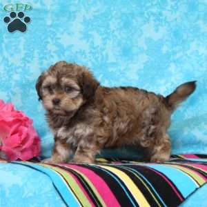 Jay, Shih-Poo Puppy